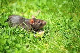 Sind die ratten im garten aufgetaucht, so ist ein schnelles handeln erforderlich um einer rattenplage vorzubeugen. Schadlingsbekampfung Zeigt Noch Nicht Erhoffte Wirkung Ratten Werden In Ludinghausen Zum Problem Ludinghausen Westfalische Nachrichten
