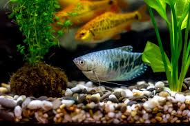 Gourami Tank Mates: 13 Species That Are Friendly With This Fish