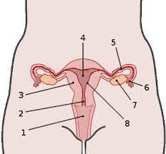 Human reproductive system is an internal organ system via which humans reproduce and bear offspring. Free Anatomy Quiz The Anatomy Of The Female Reproductive System Quiz 1