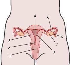 In this video i'm going to draw diagram of human male reproductive system , step by step and very easily in few minutes , human male reproductive system. Free Anatomy Quiz The Anatomy Of The Female Reproductive System Quiz 1