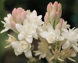 Pin Di Summer Flowers