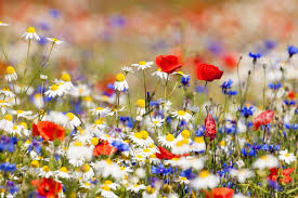 10 Tipps Fur Ein Bienenparadies Im Eigenen Garten Blumensamen Bedeutung Von Blumen Und Fruhlingsblumen