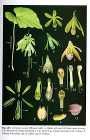 Image result for Nervilia