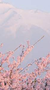 Sakura Wallpaper Tumblr Pastel Pink Aesthetic Aesthetic Backgrounds Pink Aesthetic
