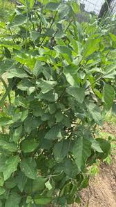 Image result for Vernonia amygdalina