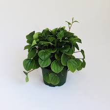 Image result for Peperomia molleri