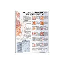 anatomy chart sexually transmitted infections