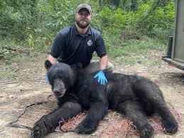 How big do black bears get in Mississippi?