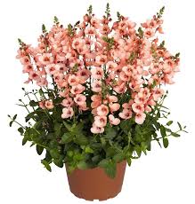 Image result for ostruhatka