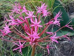 Image result for Brunsvigia radulosa