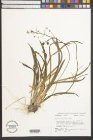 Image result for Limnophyton angolense
