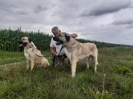 Kurt boğan kangal köpekleri, panter soyu kangal, karabaş kangal, kara kırçıl ve boz. Tierschutzverein Marsberg Kangal Geschwister Gunes Und Aslan Wir Haben Es Geschafft Die Beiden Kangal Hunde Sind In Ihr Neues Zuhause Umgezogen Zusammen Leben Sie Jetzt Auf Einem Reiterhof In Herford Endlich
