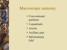 Medivisuals offers the largest archive library of general anatomy medical illustration exhibits. Ppt Breast Anatomy Please Review Powerpoint Presentation Free Download Id 4977204
