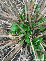 Why Aren T My Hydrangeas Blooming And How To Fix It Planting Hydrangeas Hydrangea Care Hydrangea Garden