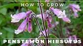 Maybe you would like to learn more about one of these? Penstemon In Full Bloom Midnight Masquerade Youtube
