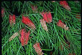 Grevillea 'red hooks' is een grevillea cultivar uit australië. Grevillea Red Hooks 51710b6197614 067 2 Jpg