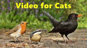 Birds For Cats To Watch Pin On Birds