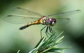 Black Book Winds Of Change Bug Dragonfly Life Cycle Dragonfly Life Cycle Dragonfly Types Of Dragonflies