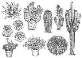 Cactus Photos Royalty Free Images Graphics Vectors Videos Adobe Stock #doodle #doodles #drawing #art #digital #digitalart #digitalpainting #photoshop #adobe #cute #kawaii #cactus #plant #cacti #flower… adobe stock