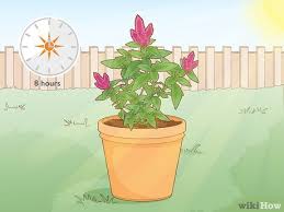 Although the plant is somewhat drought tolerant, flower spikes are smaller and less dramatic in dry conditions. 3 Easy Ways To Care For A Celosia Wikihow