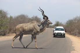 Pin On Animals High Res