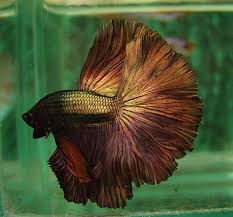 A combination of lucky color and beautiful real 3d live simply to say: Copper Gold Betta Betta Fish Betta Fish