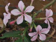 Image result for Rhynchosia albissima