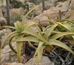 Image result for Aloe pienaarii