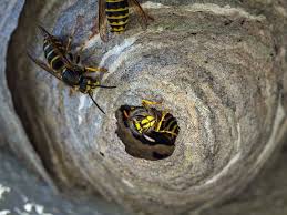 Sie haben ein wespennest auf ihrem grundstück? Der Richtige Umgang Mit Wespennestern Bund E V