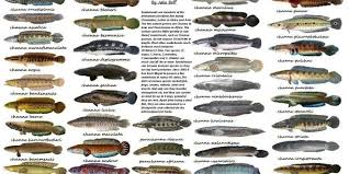 Jenis ikan hias air tawar pertama yang bisa kamu rawat di kolam pekarangan rumah adalah bala shark, atau hiu bala. Ikan Air Tawar Ikan Berkepala Ular Ikan Snakeheads Ultralight Fishing Tips And Tricks For Ultralight Anglers Ikan Air Tawar Air Tawar Ikan