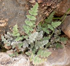 Image result for Cheilanthes involuta