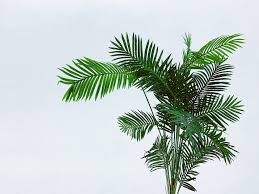Windmill palm trees look very decorative planted in a front or backyard. How Fast Do Areca Palms Grow Indoor Home Garden