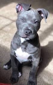 5 Videos Of Pit Bulls Being Cute Funny And Awesome Pitbull Puppies Puppies Dog Photos