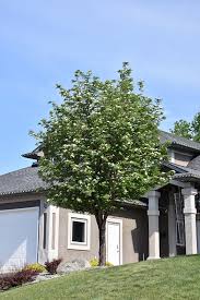 Image result for Olax aschersoniana