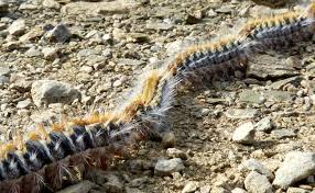 Ces chenilles sont dotées de nombreux long poils qui sont très légers et qui sont chargés d'une substance très urticante, la protéine qui porte le nom de thaumétopoéïne. Danger Des Chenilles Processionnaires Chez Le Chien Explications