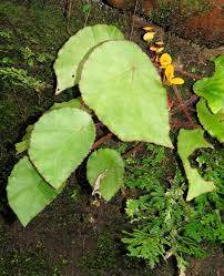 Image result for Crabbea velutina