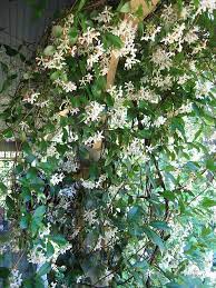 Cecile S Garden Plants Planting Flowers Jasmine Plant