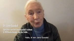 Nieuwsjaarsboodschap Jane Goodall aan minister Weyts: Stop houden van  dolfijnen in gevangenschap"