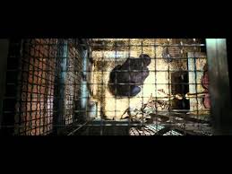 3 ani in urmadurata film: Planeta MaimuÈ›elor Invazia Se MenÈ›ine In Fruntea Box Office Ului Nord American Vezi Aici Trailerul