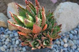 Image result for Aloe nuttii
