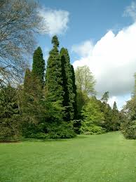 Image result for Calocedrus decurrens