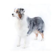 Australian Shepherd Dog Breed Profile Purina