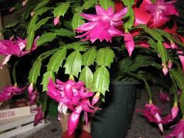 You should also avoid repotting your christmas cactus while it has flowers. When And How To Repot A Christmas Cactus Dummer Garden Manage Gfinger Es La App De Jardineria Mas Profesional