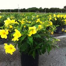 Took a chance and bought this pack after looking for good tropical flowers/plants. Allamanda Golden Butterfly Blooming Plants Miami Tropical Plants Tropical Plants For Sale Tropical Plants Florida Miamitropicalplants Com