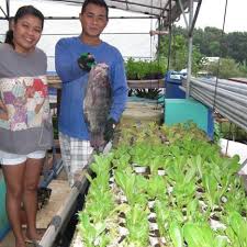 Tilapia Next To Aquaponic Plant Grow Bed At Aloha House Download Scientific Diagram