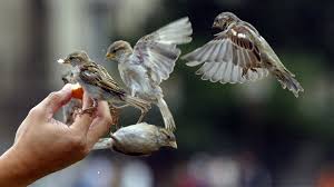 Mit der schrittweisen gestaltung ihres gartens haben sie es in der hand, vögeln und vielen weiteren tieren. Richtig Futtern Welcher Vogel Frisst Was Mdr De