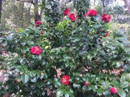 Pin On New Gardening Know How Articles