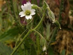 Image result for Cerastium afromontanum
