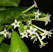 Well you're in luck, because here they come. Flower Seeds Bonsai Night Blooming Jasmine Potted Plant Seeds Cestrum Nocturnum Fragrant Shrub Shade 30pcs W036 Buy Online In Montenegro At Montenegro Desertcart Com Productid 105748769