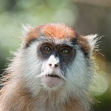 صور حيوانات نتائج بحث صور ياهو animais de estimacao exoticos animais de estimacao estimacao